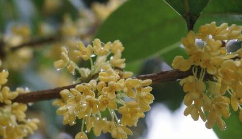 赏析中国传统名花——桂花（品味桂花香，探寻桂花之美）