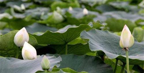 莲藕的生长周期：从种植到收获需要多久？