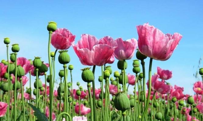 花语诅咒——揭开黑暗花朵的神秘面纱（探寻花朵中不为人知的阴暗面，解读它们所传递的诅咒信息）