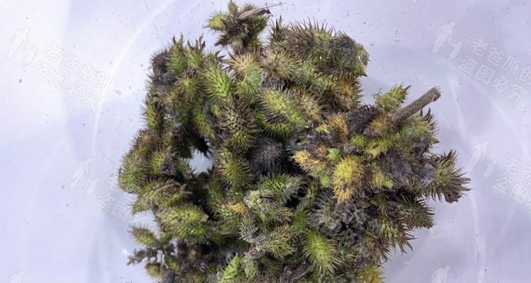 苍耳的泡水喝法（探究苍耳泡水喝的功效和注意事项）