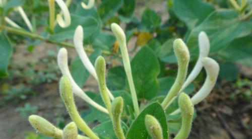 金银花果实有毒吗？（了解金银花果实毒性，避免误食。）