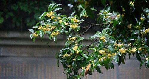 探寻桂花的生命之谜（桂花的寿命及其相关因素解析）