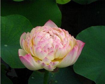 荷花的生态习性与生长环境（水中的优雅之花——荷花的特征和生态习性探析）