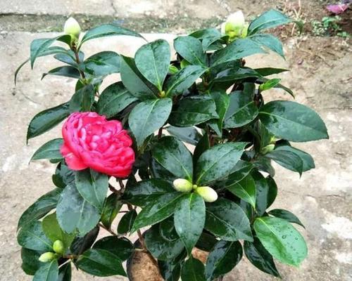 茶花剪枝最佳时机（揭秘茶花生长规律，让你轻松掌握剪枝技巧）
