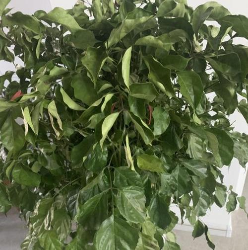 幸福树在冬天会落叶吗？（解密幸福树的落叶现象，探寻其真正的本质）
