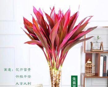 水培竹子的养殖技巧（让你的竹子更旺盛）