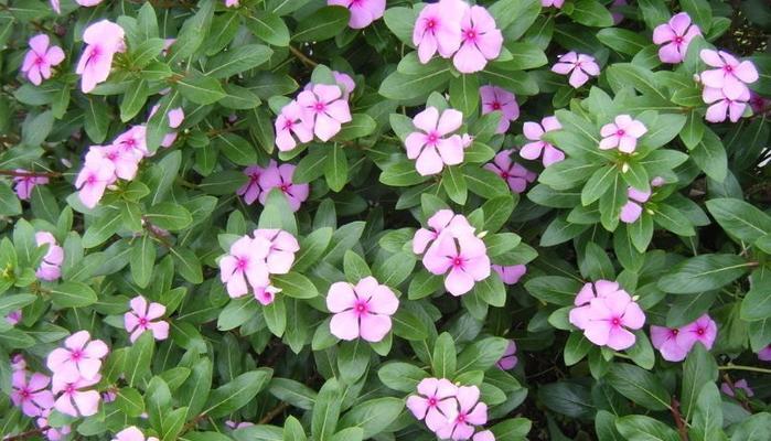 长春花的生长特性与环境条件（探秘长春花的生态环境及栽培方法）