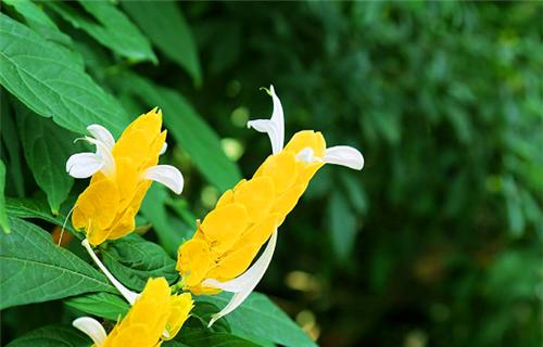 金苞花养殖全攻略（从种植到收获，一步步教你养出美丽的金苞花）