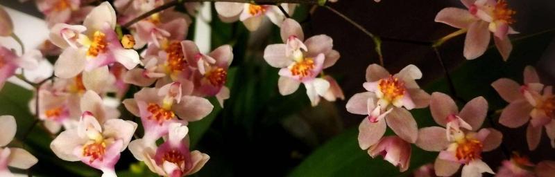 梦香兰花谢后的处理方法（保养细节及技巧）