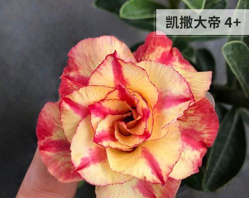 揭秘沙漠玫瑰的喜阳与喜阴条件（掌握沙漠玫瑰的生长环境和特性）
