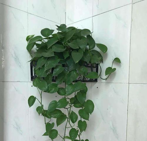厕所里放什么植物好？（让厕所变美好的5种植物）