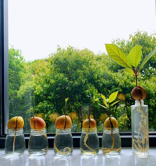 牛油果树的生长环境与特点（探究牛油果树的生态特征与种植条件）