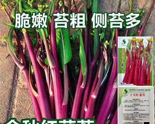 种植蔬菜种子的全面指南（如何从种子开始，打造自己的家庭蔬菜园）