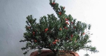 红豆杉的浇水技巧（如何科学浇水让红豆杉茁壮成长）