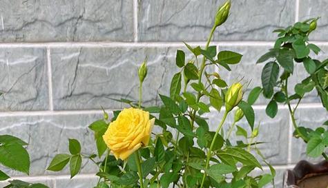 如何选择合适的土壤种植玫瑰（玫瑰适合什么土壤？怎样选好土壤？如何栽培？）
