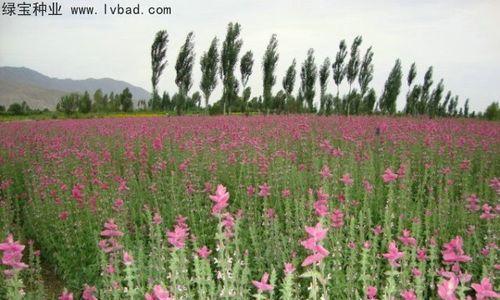 如何选择适合的鼠尾草播种时间？（鼠尾草种植之前需要注意的事项）
