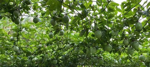 如何种植百香果（从选种到成熟，百香果的全过程）