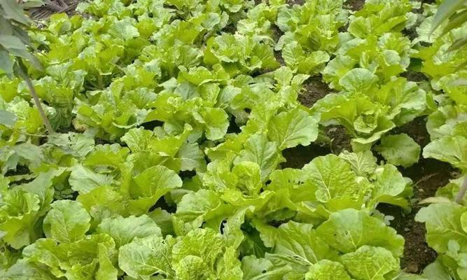 白菜生长周期详解（从种植到收获，每个阶段需要注意的问题）