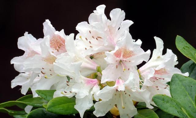 杜鹃的花期是什么时候？（详细解析杜鹃花开时间及养护技巧）
