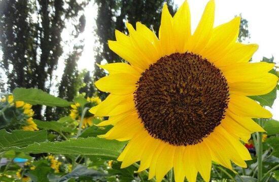 向日葵花期长短的影响因素（日照、温度、土壤等因素如何影响向日葵的花期）