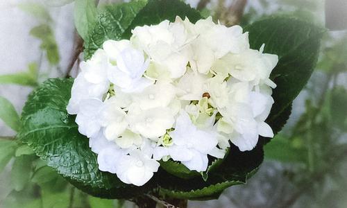 黑夜中的光明——关于什么花的花语（探寻一种美丽花卉背后的深刻寓意）