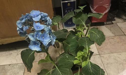 如何科学浇水养好冬季的绣球花（冬季绣球花的浇水方式与注意事项）