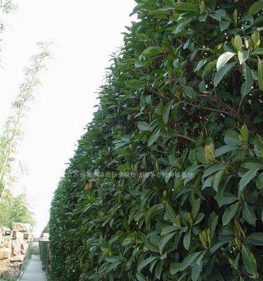 让家门口更美丽——种植冬青的方法
