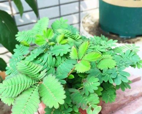含羞草的盆栽种植技巧（选择合适的盆器、土壤和肥料是成功盆栽的关键）