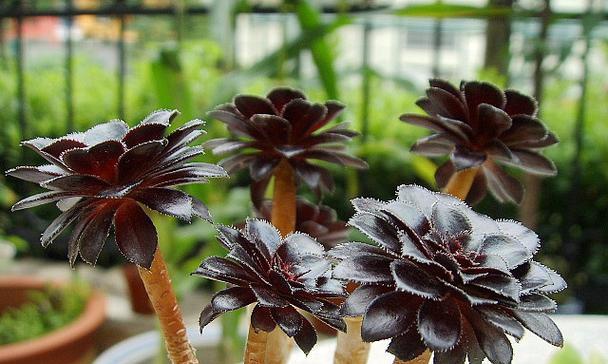 黑法师的肥料选择（打造强壮、健康的魔法植物）