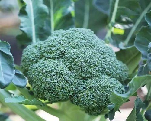 西兰花的种植与采摘（从种植到采摘，全方位掌握西兰花的生长过程）