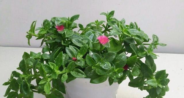 牡丹吊兰的种植与养护（一盆种几颗，如何让牡丹吊兰更美丽）