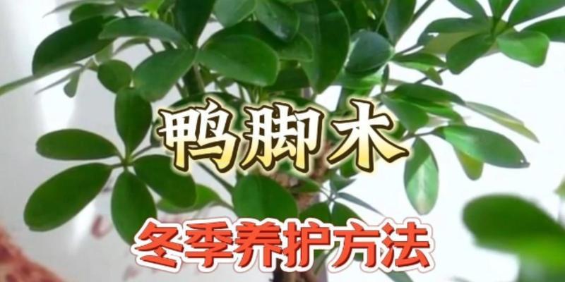 鸭脚木怕晒太阳？你需要知道的8个事实（解密鸭脚木的防晒机制，让你轻松养护）