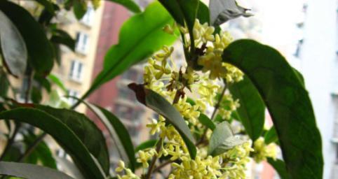 如何科学浇水养护桂花（掌握正确时间和方法，打造飘香花园）
