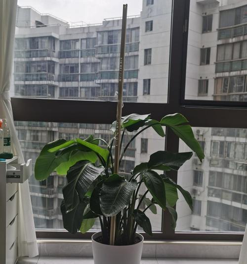 如何浇水才能让鹤望兰健康生长？（鹤望兰浇水要浇透吗？浇水浇多少合适？）