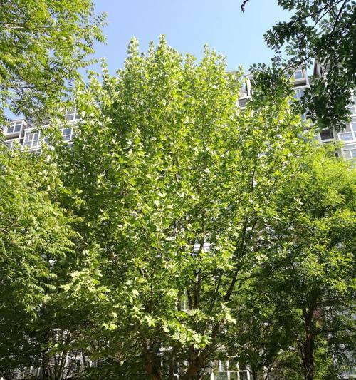 小区里常见的树（探访我们的邻居）