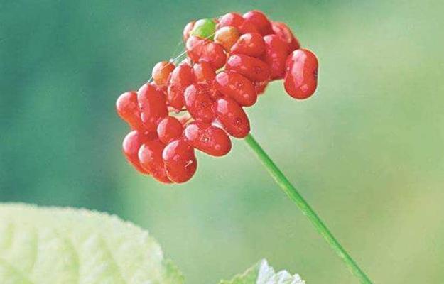 探究人参的分类（裸子植物VS被子植物，人参的真正身份揭秘）