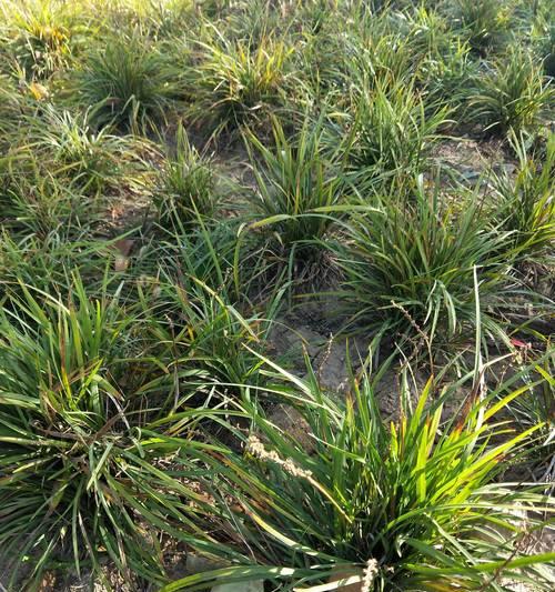麦冬（揭开麦冬植物生长之谜）