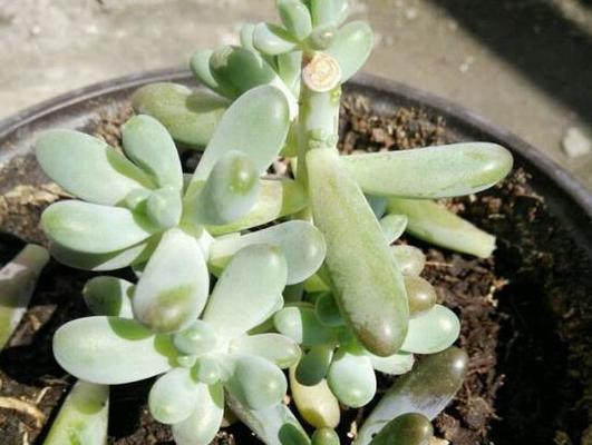 多肉叶子干枯原因及解决方法（多肉植物叶子枯萎的常见原因和怎样处理）