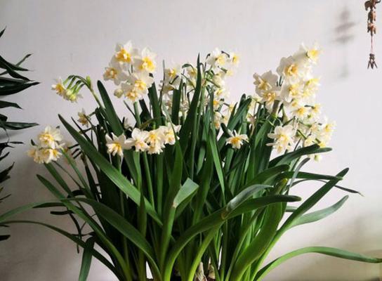 水仙花的土养方法（用土培养水仙花的步骤、注意事项以及养护技巧）