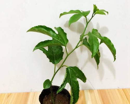 百香果是多年生植物吗？（探究百香果的生长特点和种植方法）