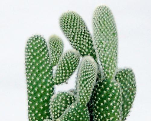仙人山换盆后要注意的浇水问题（精细的浇水，让仙人山焕发生机）
