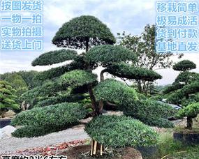 种植迎客松的注意事项（如何选择种植地点，如何浇水施肥等）