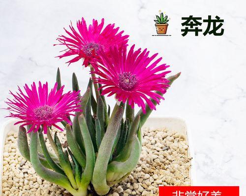 番杏科多肉植物的繁衍与养护（探秘番杏科多肉植物的繁殖方式、养护技巧和常见问题）