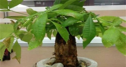 探究发财树生长所需温度（温度对发财树生长的影响及如何调节温度）