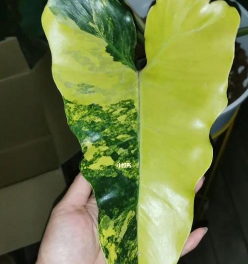 春雨叶片发黄的原因及解决方法