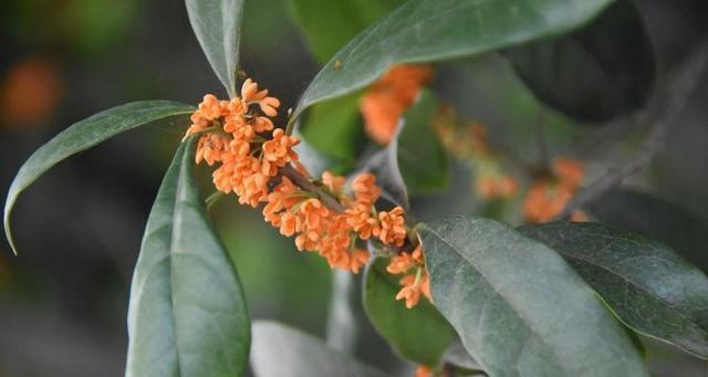 冬季养护桂花，让你的院子盛放香气（打造温暖优雅的桂花庭院）