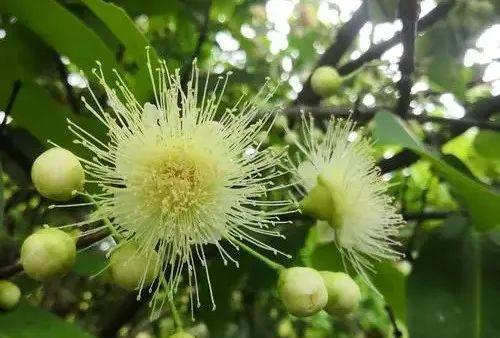 菠菜是双性花还是单性花？（探究菠菜花的性别特征）