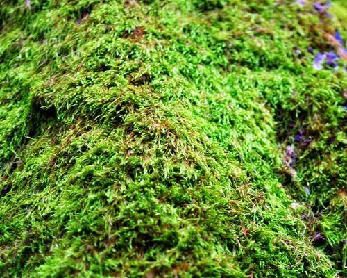苔藓生长温度及其影响因素（探究苔藓生长的最适温度与适应策略）