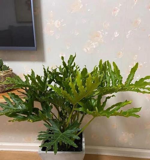 如何有效防治春雨叶子发黄（细致呵护，让植物更健康）