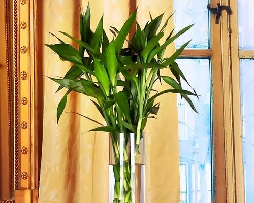 家里养植物，促进风水旺气（让家居生机勃勃，远离厄运降临）